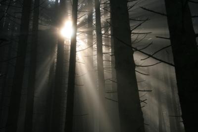 v3/46/604746/3/51105435.Tkeskogen02.jpg