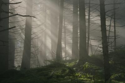 v3/46/604746/3/51105488.Tkeskogen09.jpg