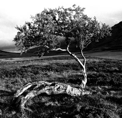 v3/46/604746/3/51116968.TreiGriningsdalena_edited1.jpg