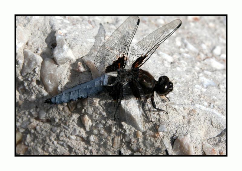Lesbos - libellula depressa (platbuik man) - DSCN6084.jpg