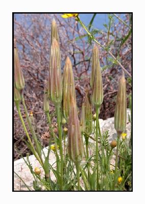 Lesbos - flora - DSCN5249.jpg