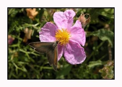 Lesbos - vlinder - DSCN5259.jpg
