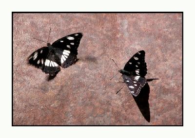 Lesbos - vlinders - DSCN5277.jpg