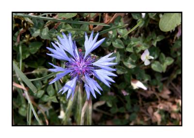 Lesbos - flora - DSCN5494.jpg