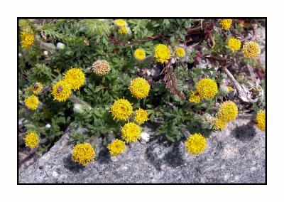 Lesbos - flora - DSCN5499.jpg