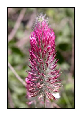 Lesbos - flora - DSCN5818.jpg