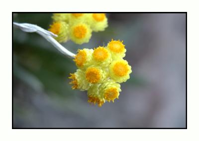 Helichrysum orientale