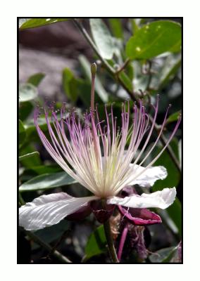 Lesbos - flora - DSCN6044.jpg
