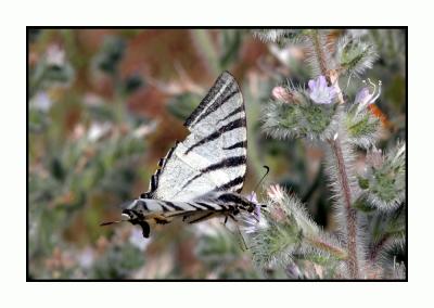 Lesbos - vlinder - DSCN6321.jpg