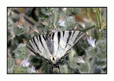 Lesbos - vlinder - DSCN6323.jpg