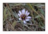 Lesbos - flora - DSCN5209.jpg