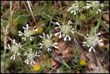 Lesbos - flora - DSCN5496.jpg