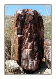 Lesbos - Petrified Forest - DSCN5590.jpg