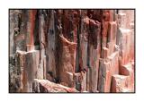 Petrified Forest - DSCN5610.jpg