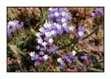Lesbos - flora - DSCN5799.jpg