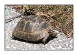 Lesbos - schildpad - DSCN5747.jpg