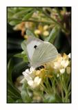 Lesbos - vlinder - DSCN6200.jpg