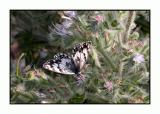Lesbos - vlinder - DSCN6345.jpg