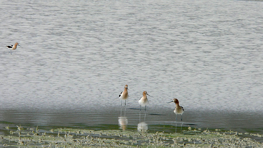 Avocets