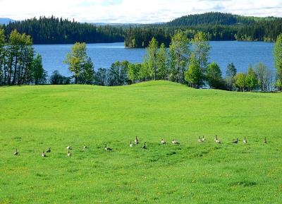 Canada Geese, Bridge Lake
