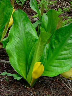 Skunk Cabbage, near Clearwater