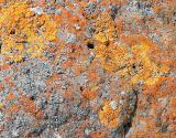 Lichens