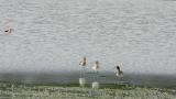 Avocets