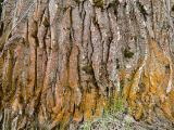 Cottonwood bark with lichens, Mahood Lake