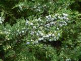 Juniper berries