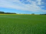 Barley and Canola