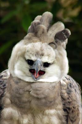 v3/47/116347/3/44323475.DSC_0016harpyEagle.jpg