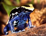 Dyeing Poison Dart Frog (Dendrobates Tinctorius)