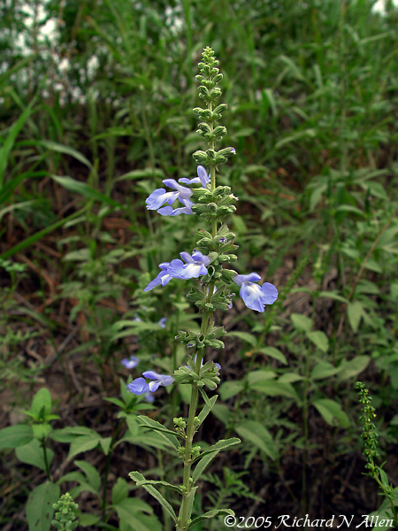 Blue Sage