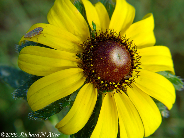 Black-eyed Susan