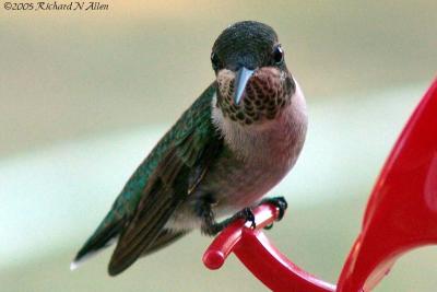 Immature male