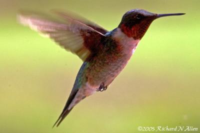 Male