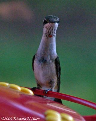 Immature male