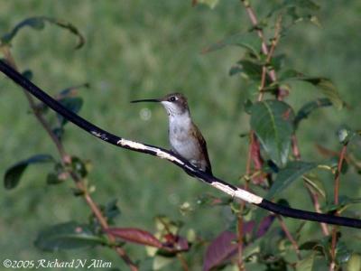 Immature male