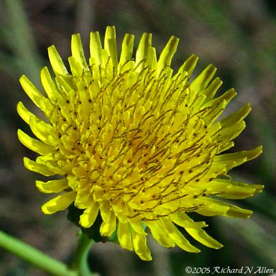 Spiny or Prickly Sow-thistle