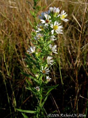 Heath Aster