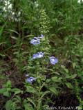 Blue Sage