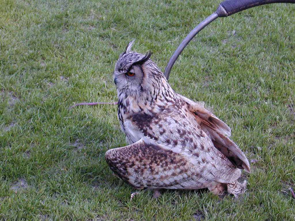 Image0288.JPG