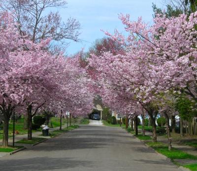 Akron in spring