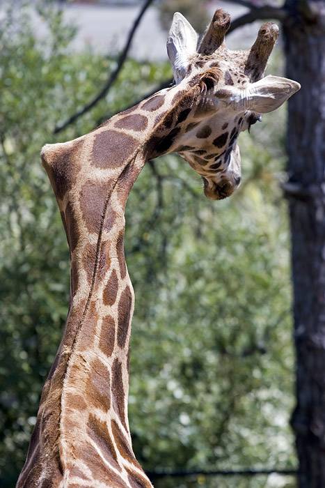 This poor Giraffe has a broken neck and lived to tell about it!