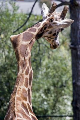 This poor Giraffe has a broken neck and lived to tell about it!