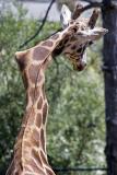 This poor Giraffe has a broken neck and lived to tell about it!
