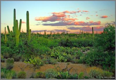 sabino Canyon 12 pc.jpg