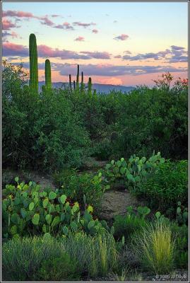 sabino Canyon 13 pc.jpg