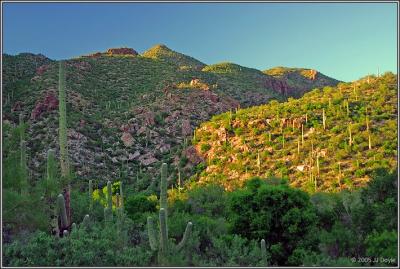 Sabino Canyon 16 pc.jpg