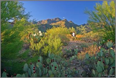 Sabino Canyon 17 pc.jpg